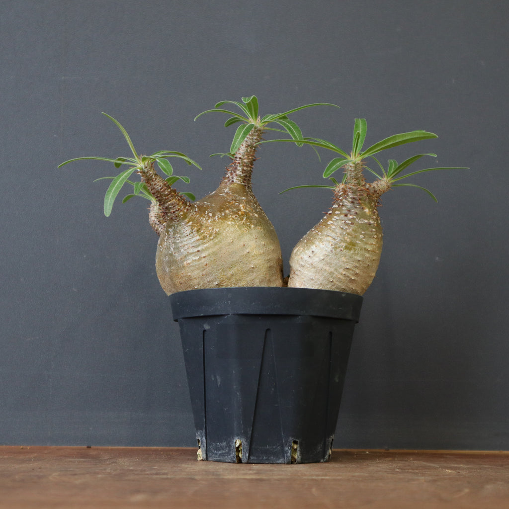 P.グラキリス 412 – TaiShoDo ONLINE SHOP