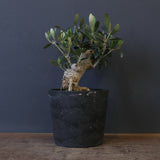 オリーブ（マンザロ二）　EC2048