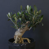 オリーブ（マンザロ二）　EC2048