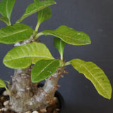 P.ウィンゾリー（実生）260