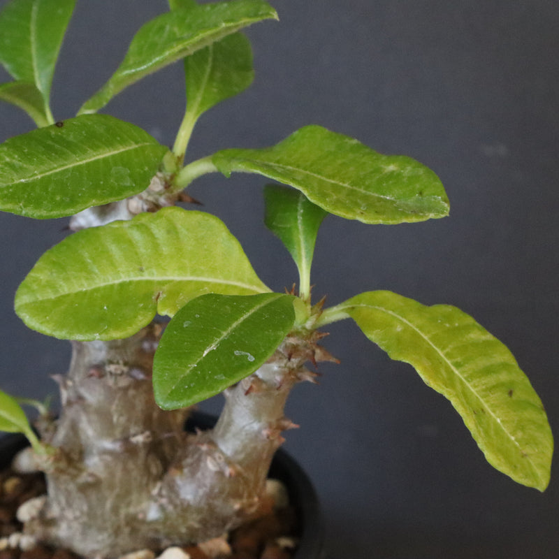 P.ウィンゾリー（実生）260