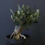 オリーブ（マンザロ二）　EC2048