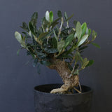 オリーブ（マンザロ二）　EC2048