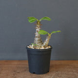 P.ウィンゾリー（実生）195