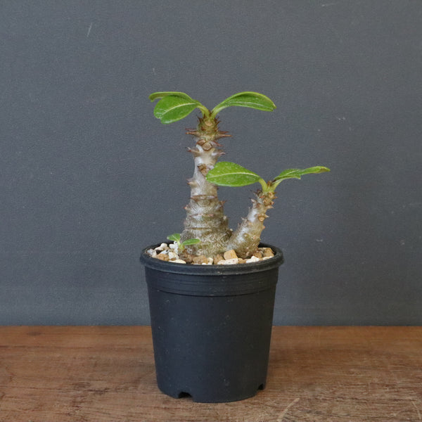 P.ウィンゾリー（実生）195