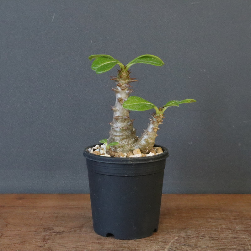 P.ウィンゾリー（実生）195