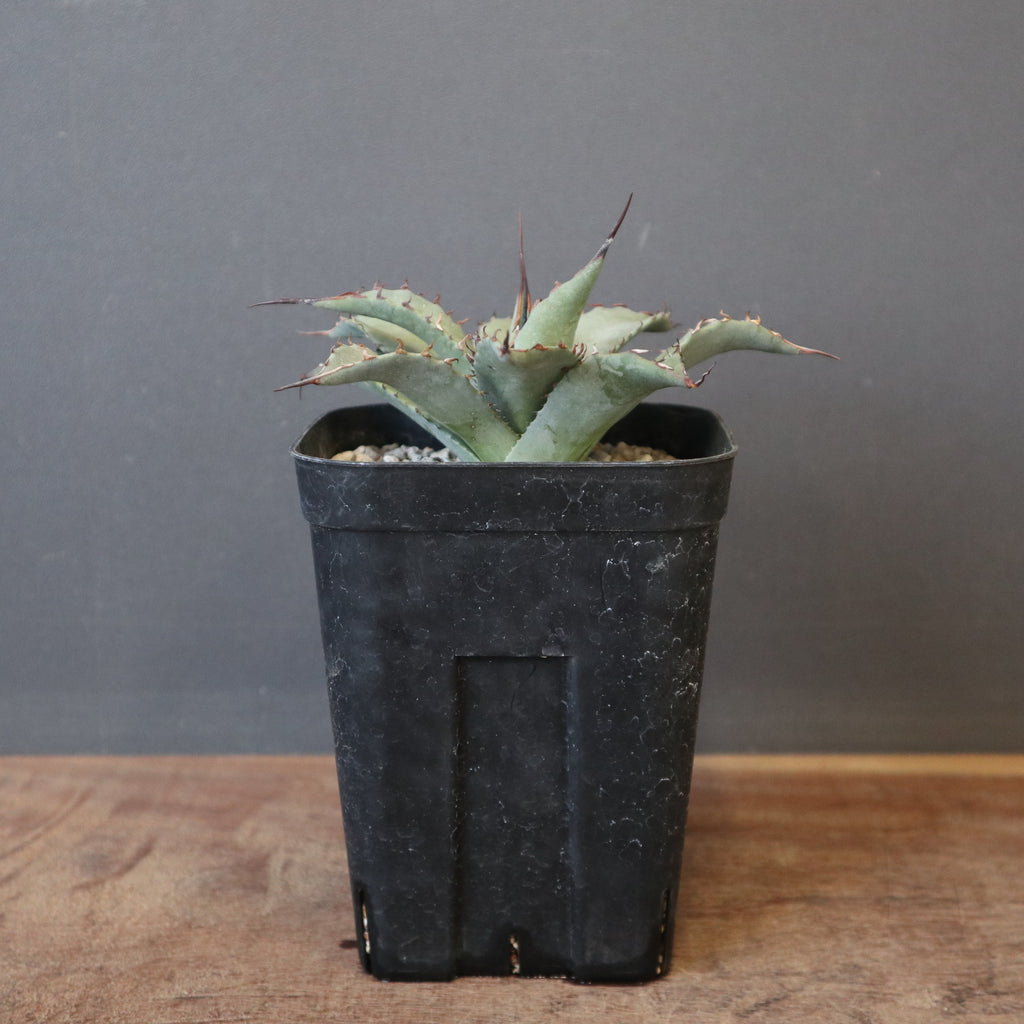 DRAGON AGAVE】アガベ 妖炎×武藏嚴龍 EC1125 – TaiShoDo ONLINE SHOP