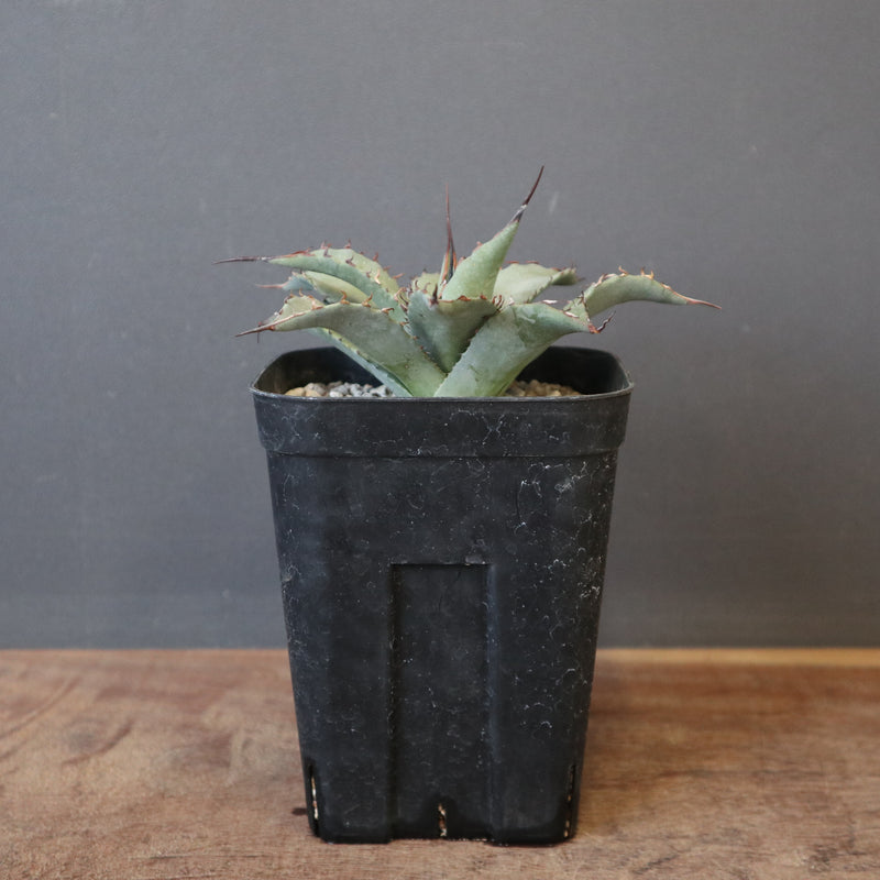 DRAGON AGAVE】アガベ 妖炎×武藏嚴龍 EC1125 – TaiShoDo ONLINE SHOP