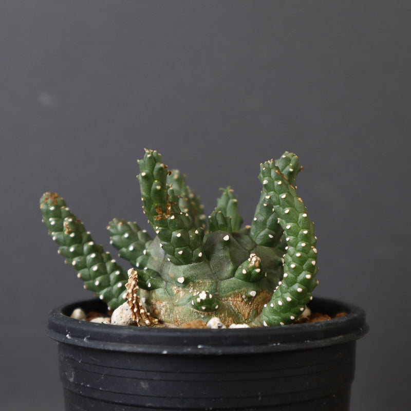 E.ガムケンシス 11
