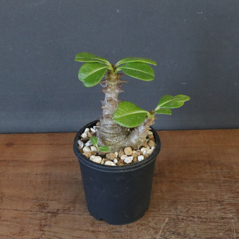 P.ウィンゾリー（実生）195