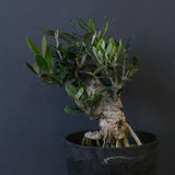 オリーブ（マンザロ二）　EC2048