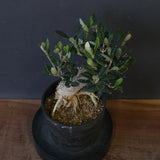 オリーブ（マンザロ二）　EC2048