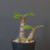 P.ウィンゾリー（実生）195