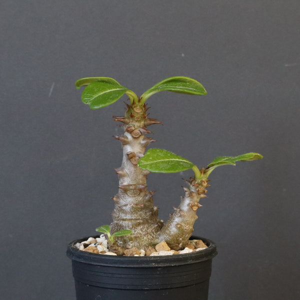 P.ウィンゾリー（実生）195