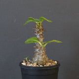 P.ウィンゾリー（実生）195