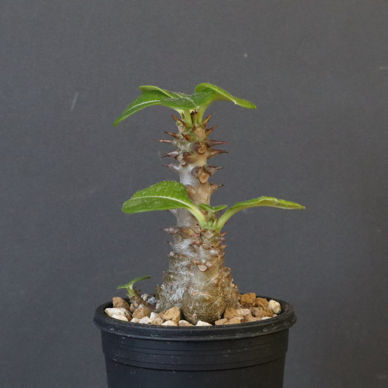 P.ウィンゾリー（実生）195