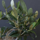 オリーブ（マンザロ二）　EC2048