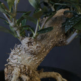 オリーブ（マンザロ二）　EC2048