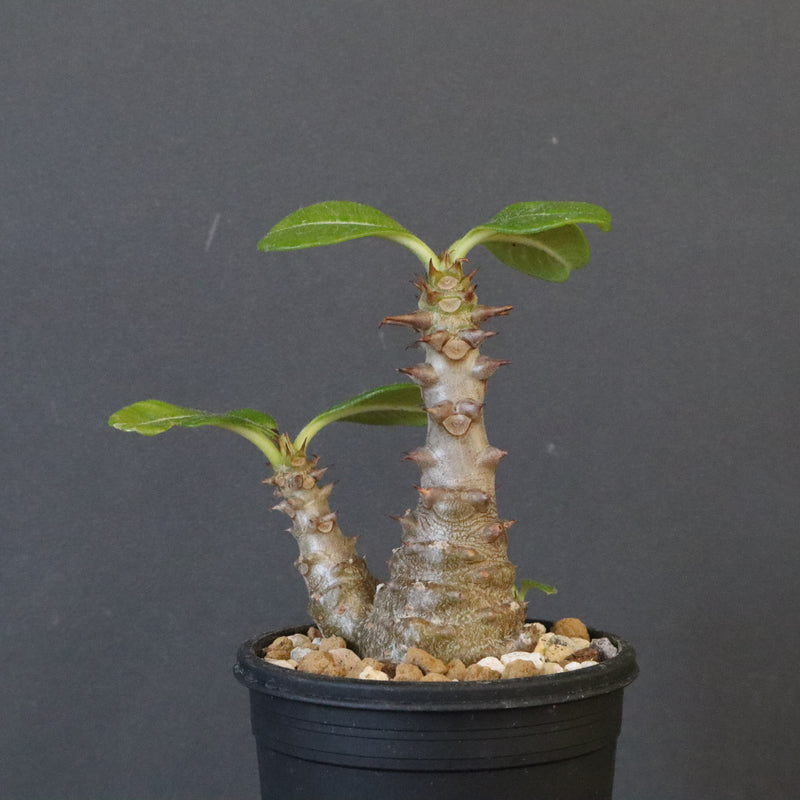 P.ウィンゾリー（実生）195