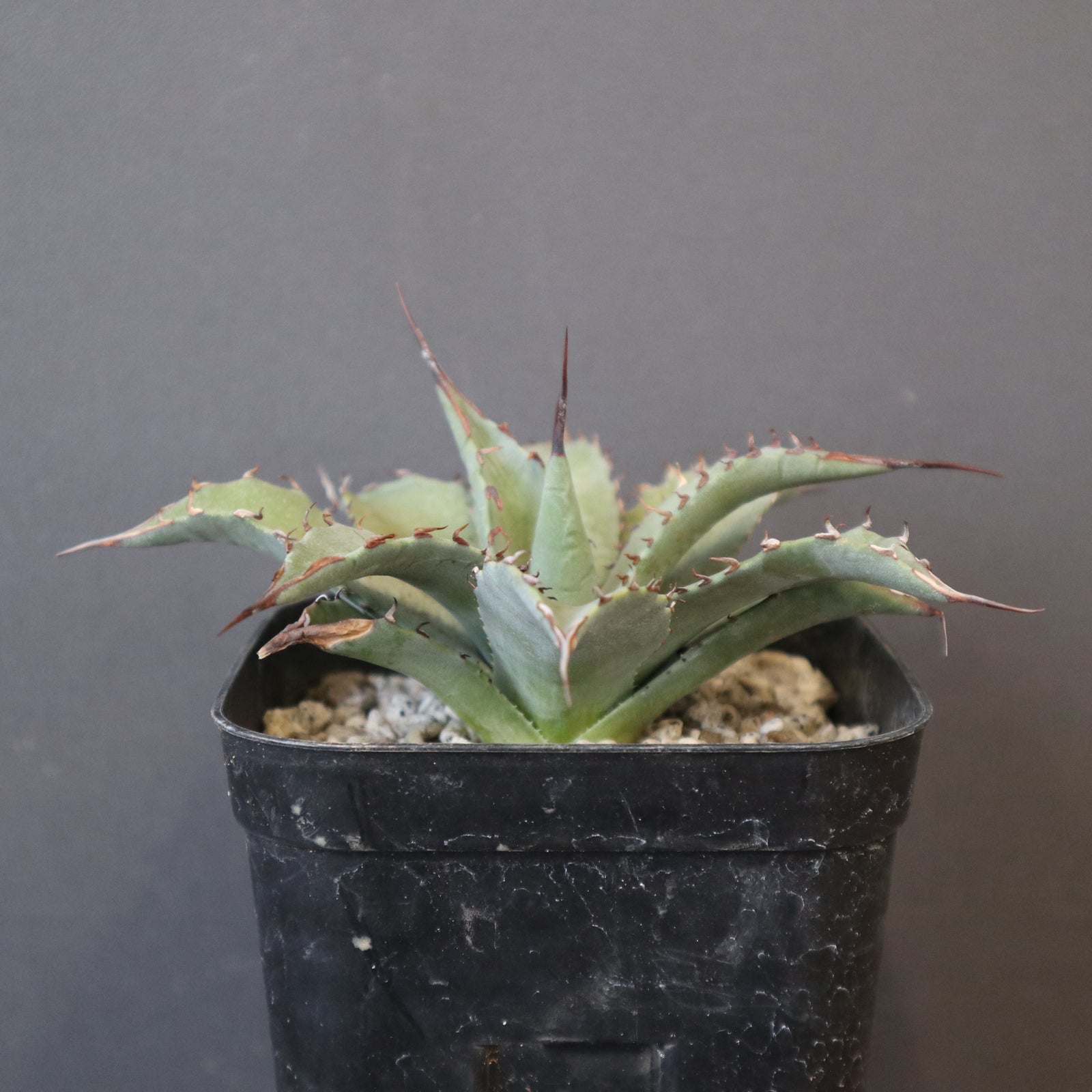 DRAGON AGAVE】アガベ 妖炎×武藏嚴龍 EC1125 – TaiShoDo ONLINE SHOP