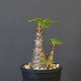 P.ウィンゾリー（実生）195