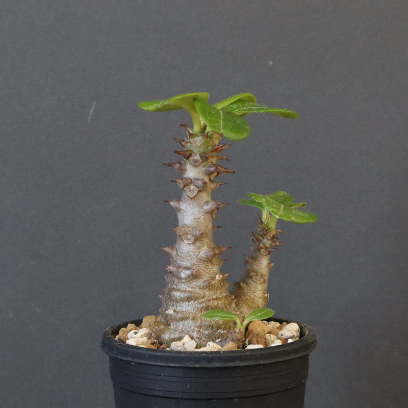 P.ウィンゾリー（実生）195