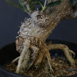 オリーブ（マンザロ二）　EC2048