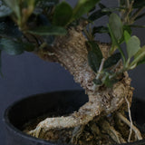 オリーブ（マンザロ二）　EC2048