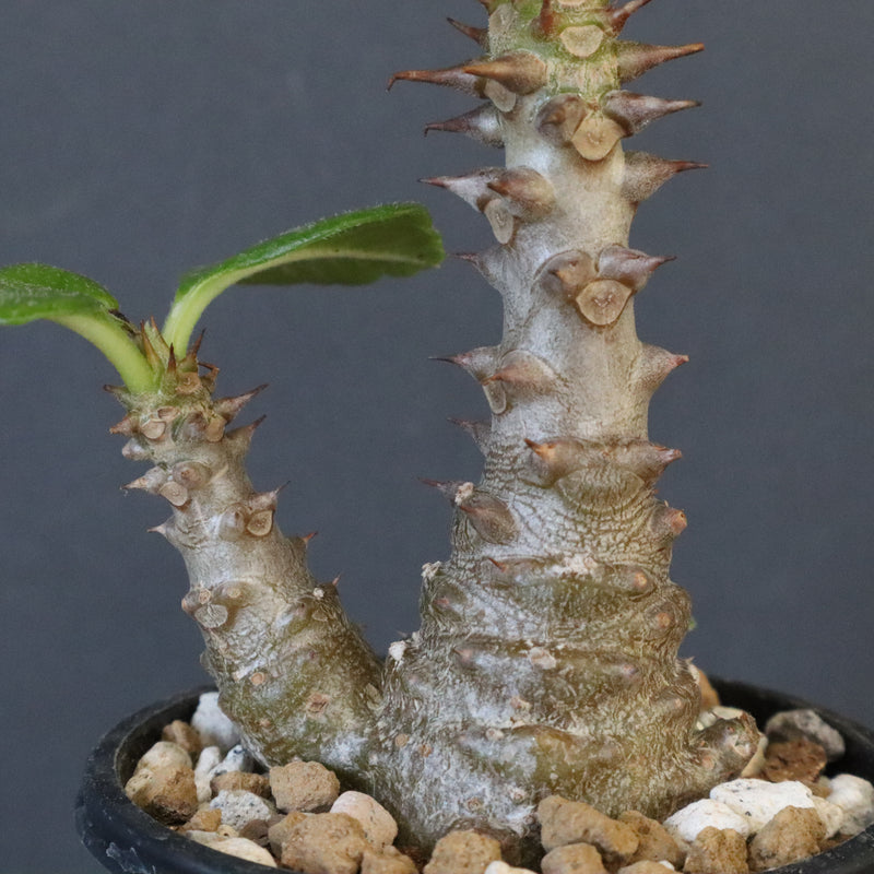 P.ウィンゾリー（実生）195