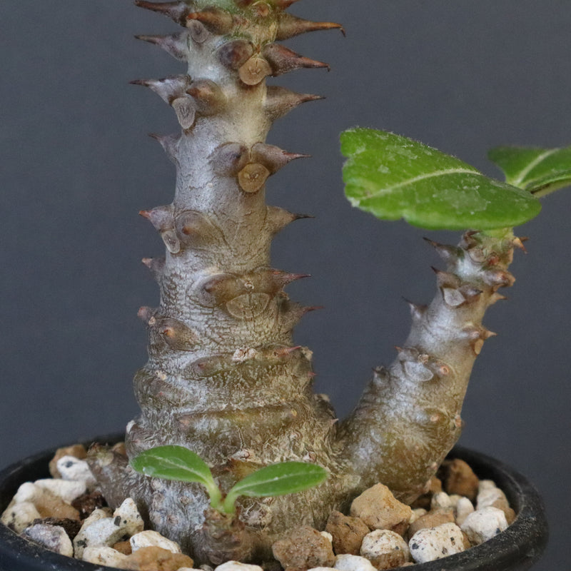 P.ウィンゾリー（実生）195