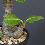 P.ウィンゾリー（実生）195