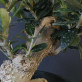 オリーブ（マンザロ二）　EC2048