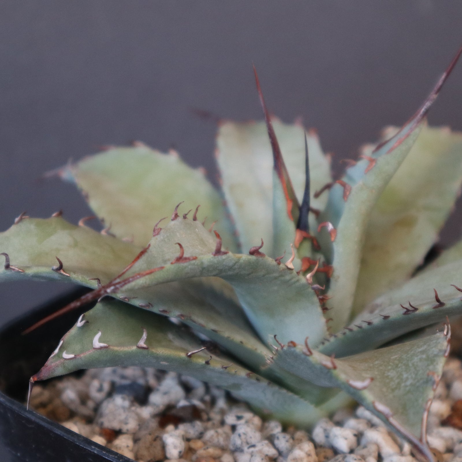 DRAGON AGAVE】アガベ 妖炎×武藏嚴龍 EC1125 – TaiShoDo ONLINE SHOP