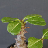 P.ウィンゾリー（実生）195