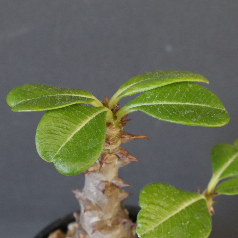 P.ウィンゾリー（実生）195