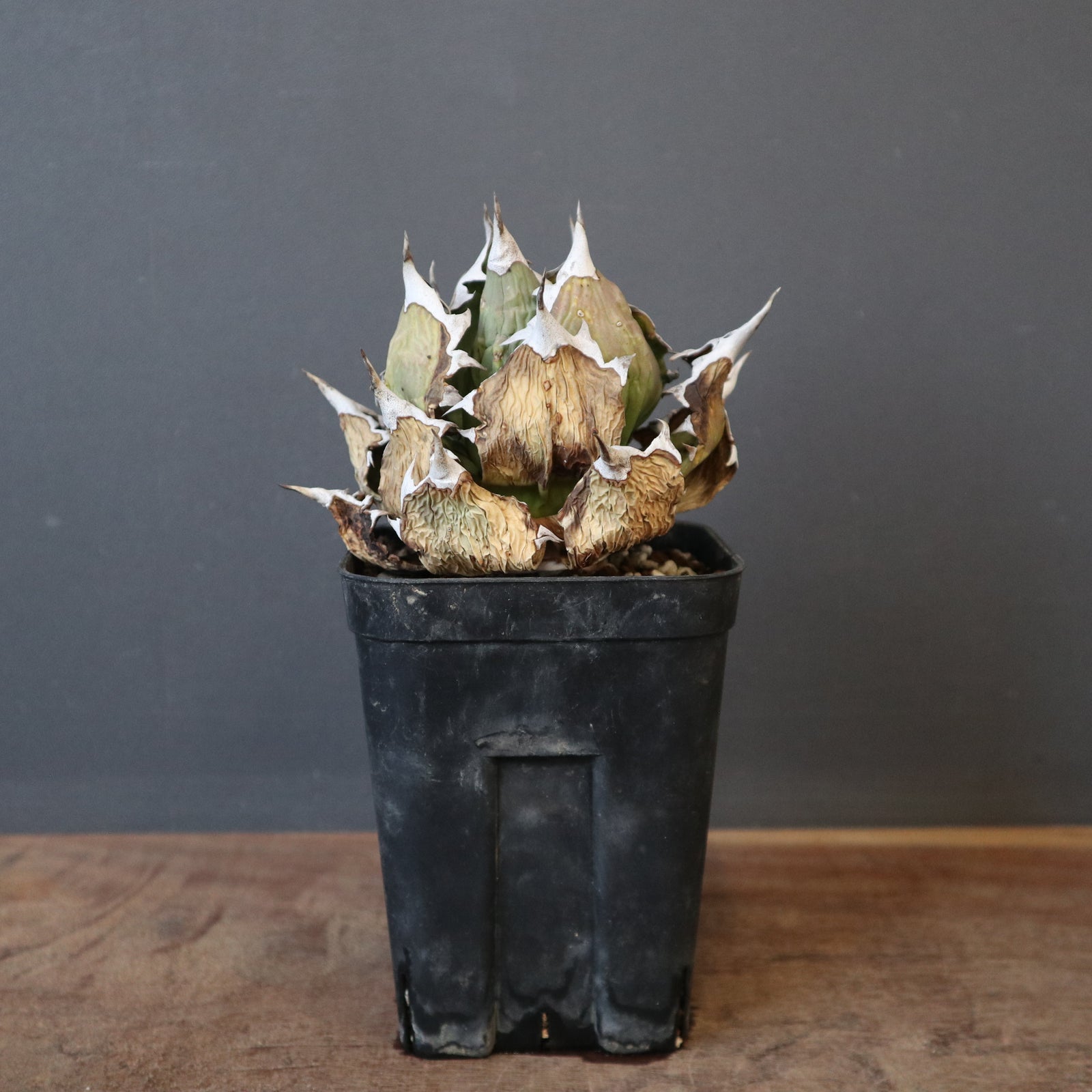 DRAGON AGAVE】アガベ 極品 老熊姫厳龍 EC1164 – TaiShoDo ONLINE SHOP