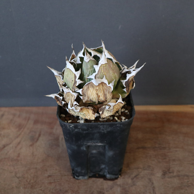 DRAGON AGAVE】アガベ 極品 老熊姫厳龍 EC1164 – TaiShoDo ONLINE SHOP