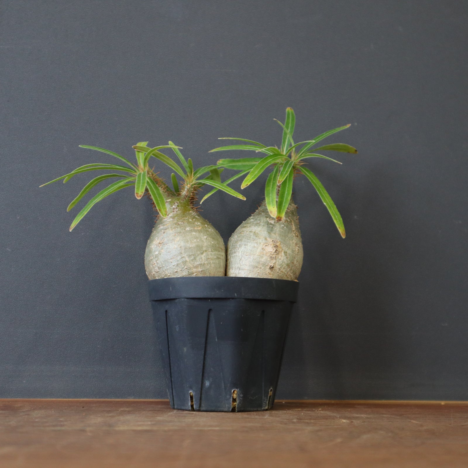 42.パキポディウム グラキリス パキポディウム グラキリス yaji²ポット | hanayoshi-botanical