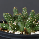 E.ガムケンシス 12