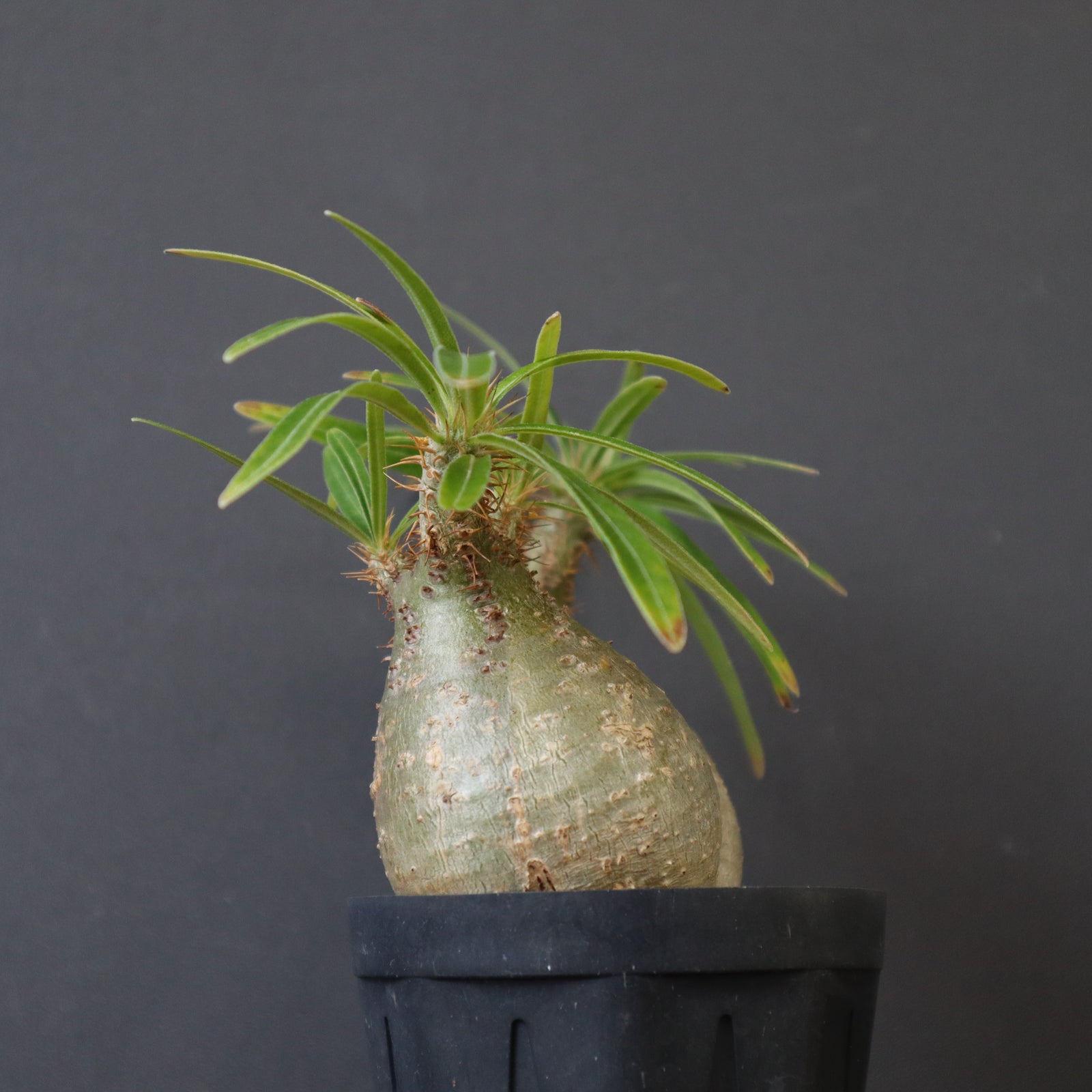 グラキリス　srl P.グラキリス 415 – TaiShoDo ONLINE SHOP