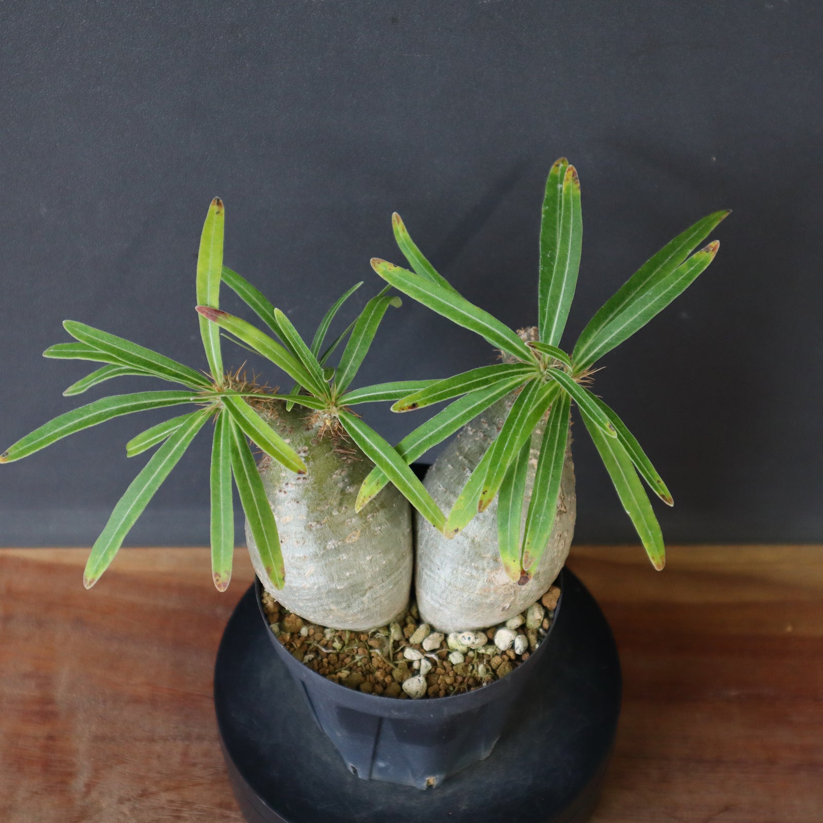 P.グラキリス 415 – TaiShoDo ONLINE SHOP