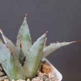 【DRAGON AGAVE】アガベ 甲蟹×妖炎 EC1145