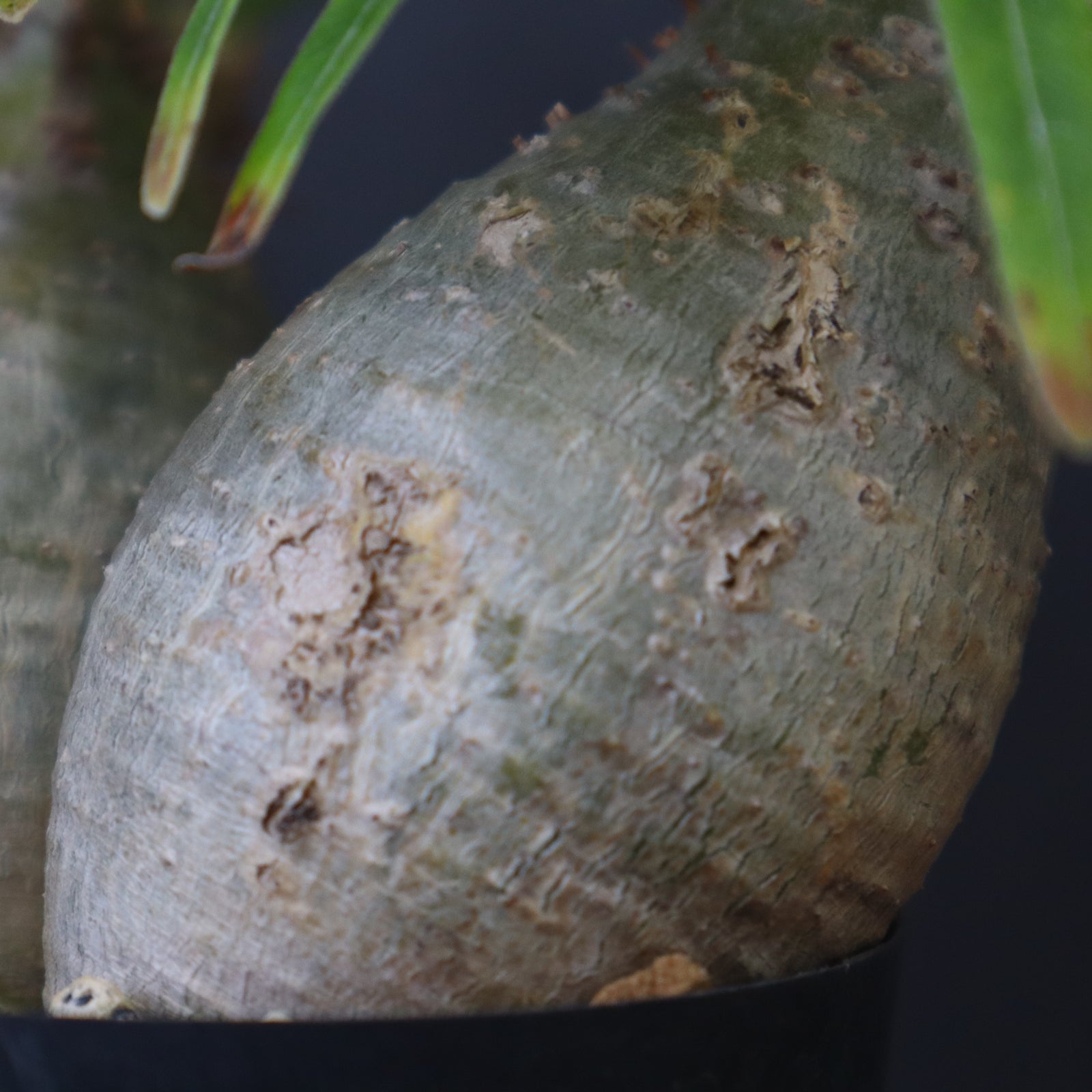 P.グラキリス 415 – TaiShoDo ONLINE SHOP