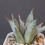 【DRAGON AGAVE】アガベ 甲蟹×妖炎 EC1145