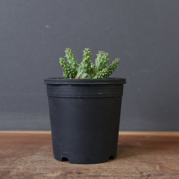 E.ガムケンシス 13 – TaiShoDo ONLINE SHOP