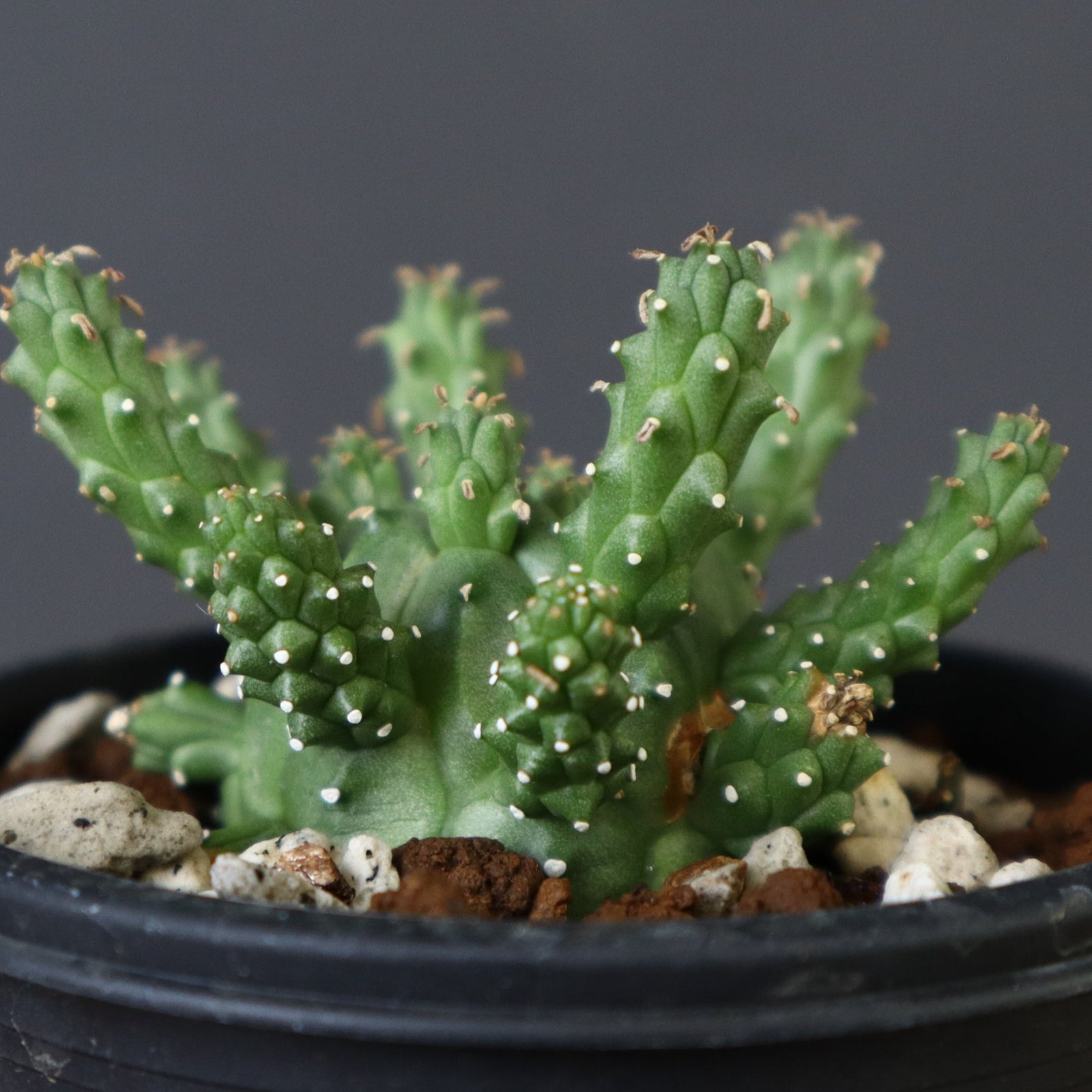 E.ガムケンシス 13 – TaiShoDo ONLINE SHOP