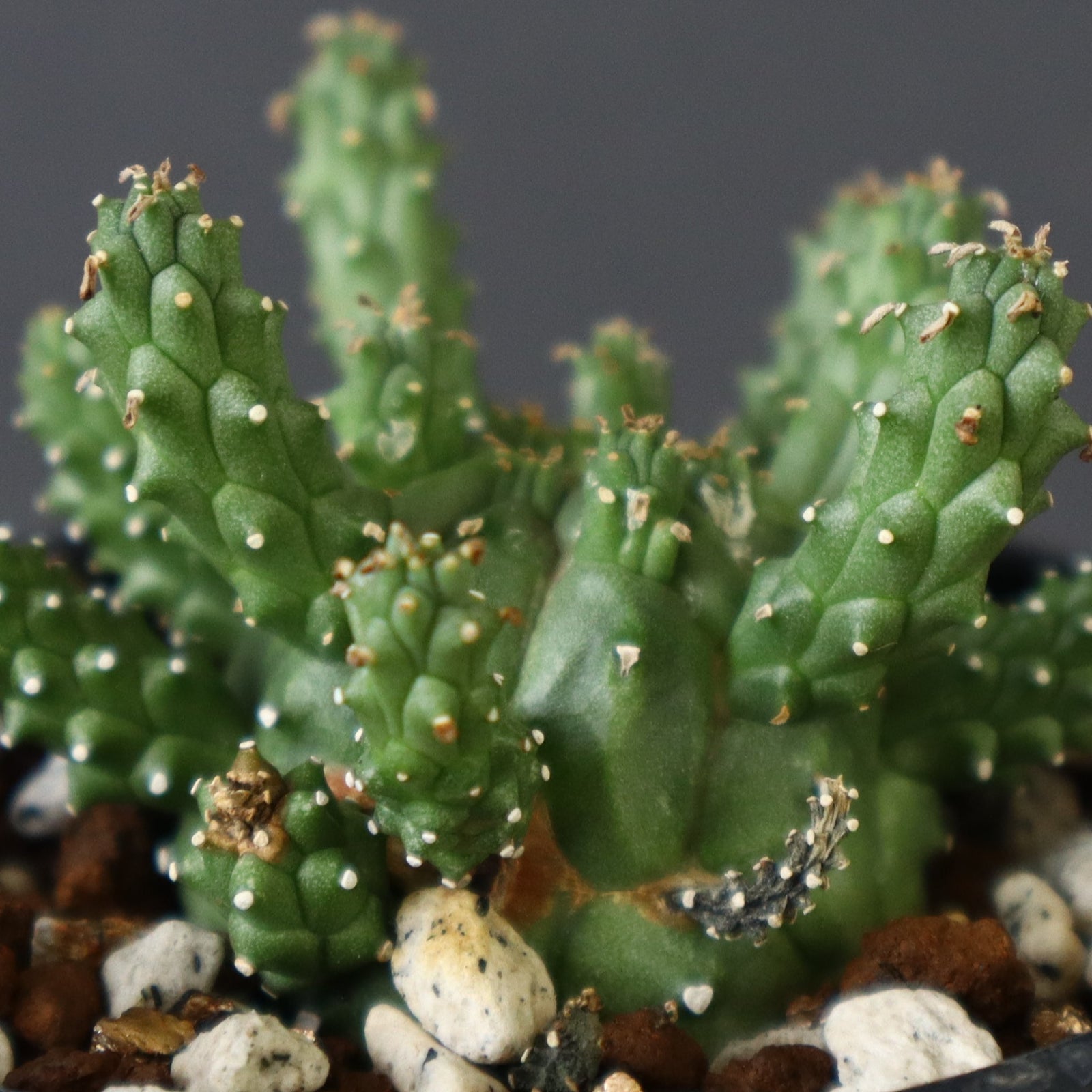 E.ガムケンシス 13 – TaiShoDo ONLINE SHOP