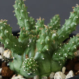 E.ガムケンシス 13