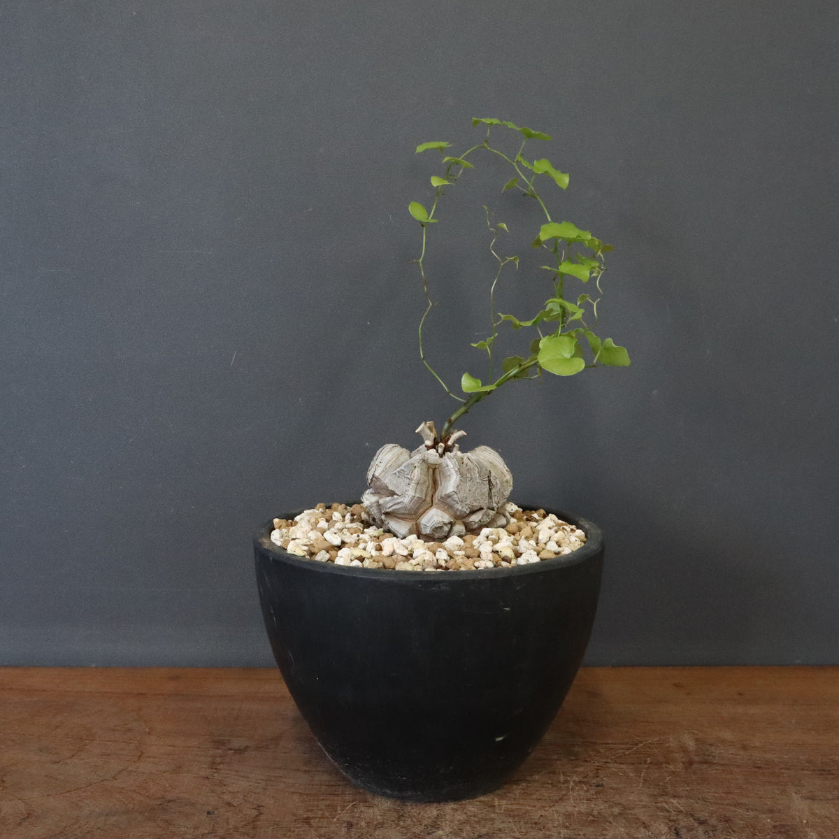 新商品 – 17ページ目 – TaiShoDo ONLINE SHOP