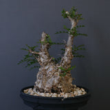 【plants greed】O.パキプス 549